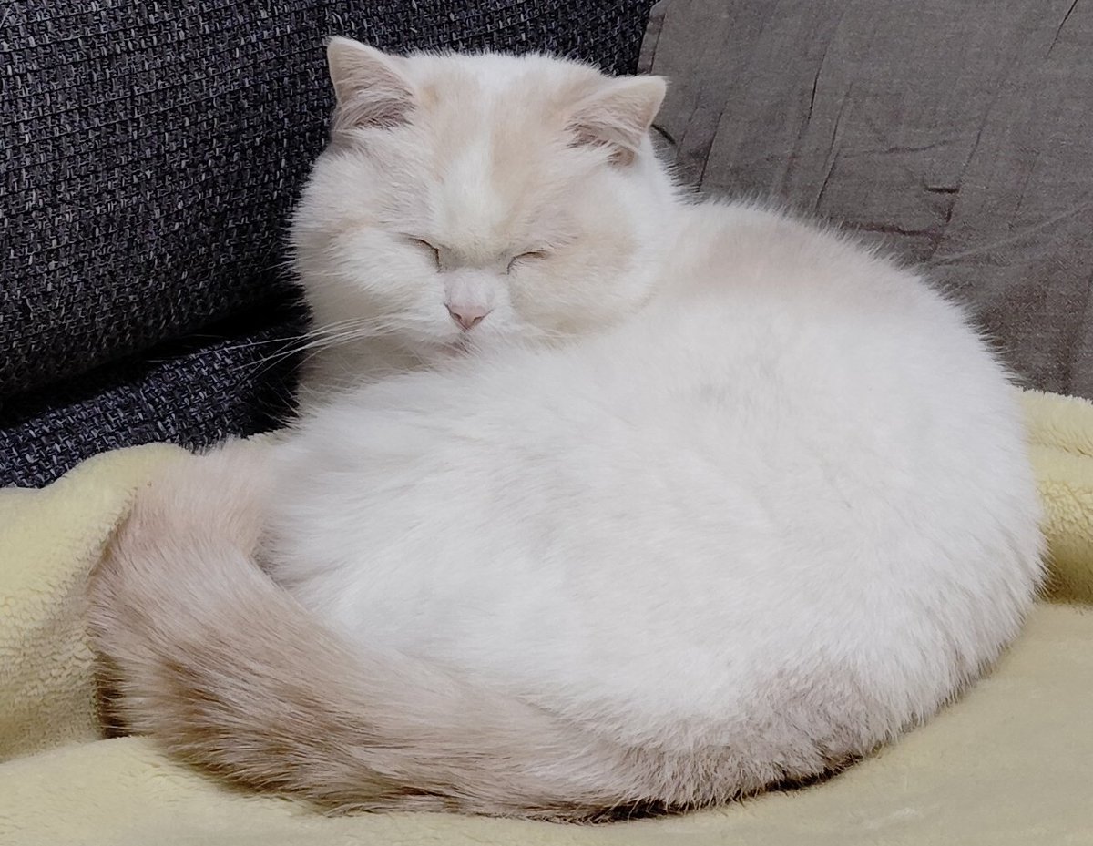 ふくちゃんページです！ 福ちゃん (@fukuchanwhite) on X