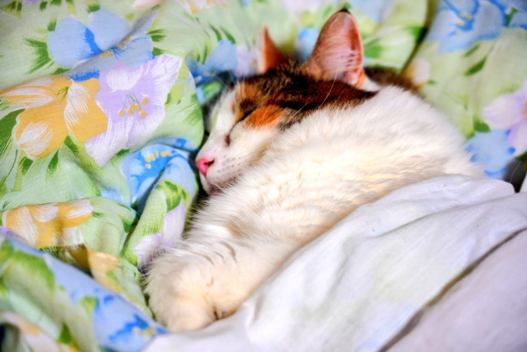 nfujita55a's tweet photo. 寝息スースー寝かりん🐱。撫でても耳で返事するだけ。お布団大好きねこ。
#ねこ https://t.co/CeaKhOYPEr