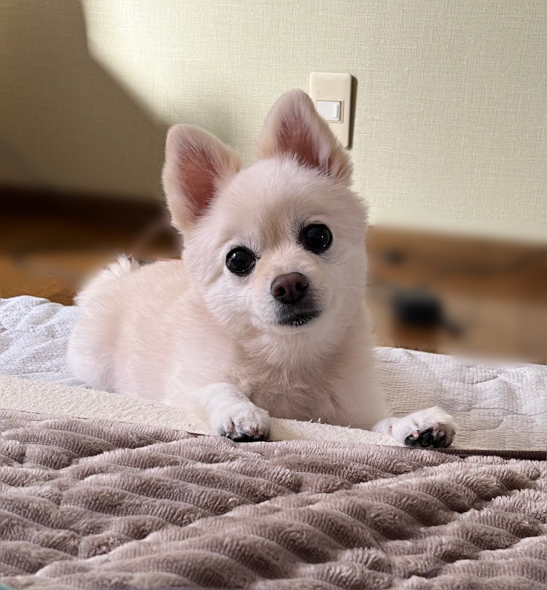 にゃもページ にゃも🍫 (@nyamo_mo) / Posts / X