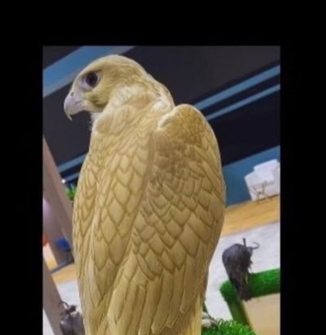 ياهلا .. وميه هلا
يارحب .. وميه رحب

الرحب تنقل ررررحب 
والهلا تنقل هلاااا
لييين تاصل غايه مناك يا اغلى من نحب
🤍🤍🤍
نوووووورت يا شقرااان العز <a href="/moreloveu2/">شـــقران</a>