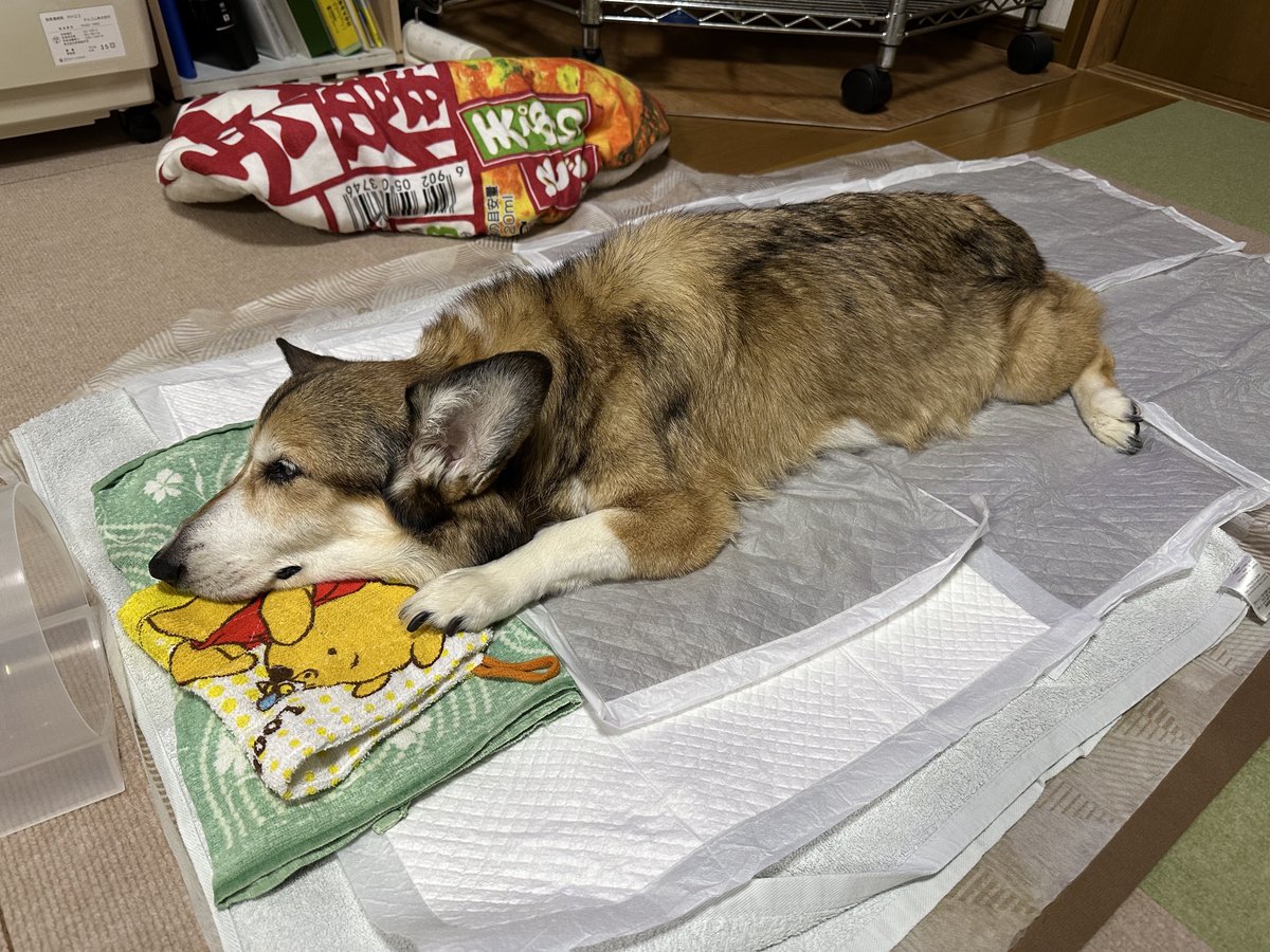 sz_code500's tweet image. おやすみ。 #corgi