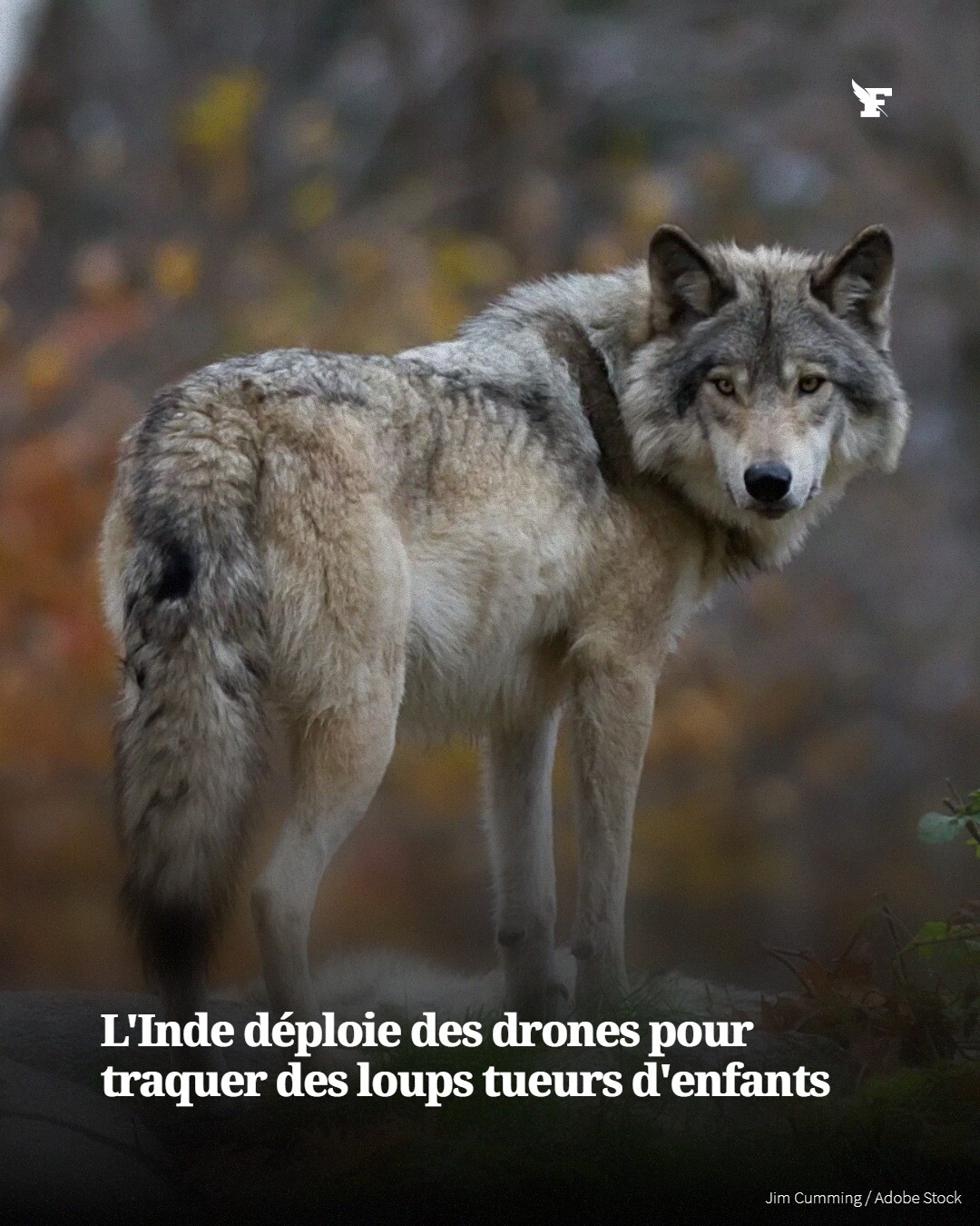 Cette décision a été prise suite à la mort de neuf personnes, principalement des enfants, attaquées par des loups ces dernières semaines.→
