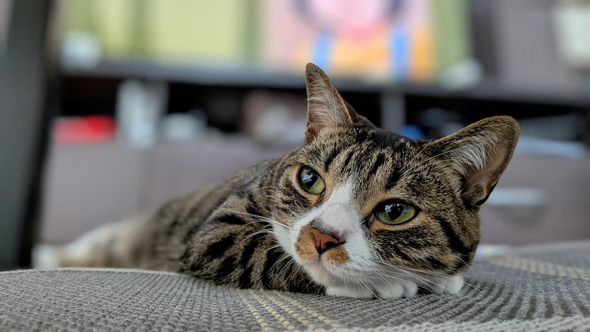 ごっさん tweet media