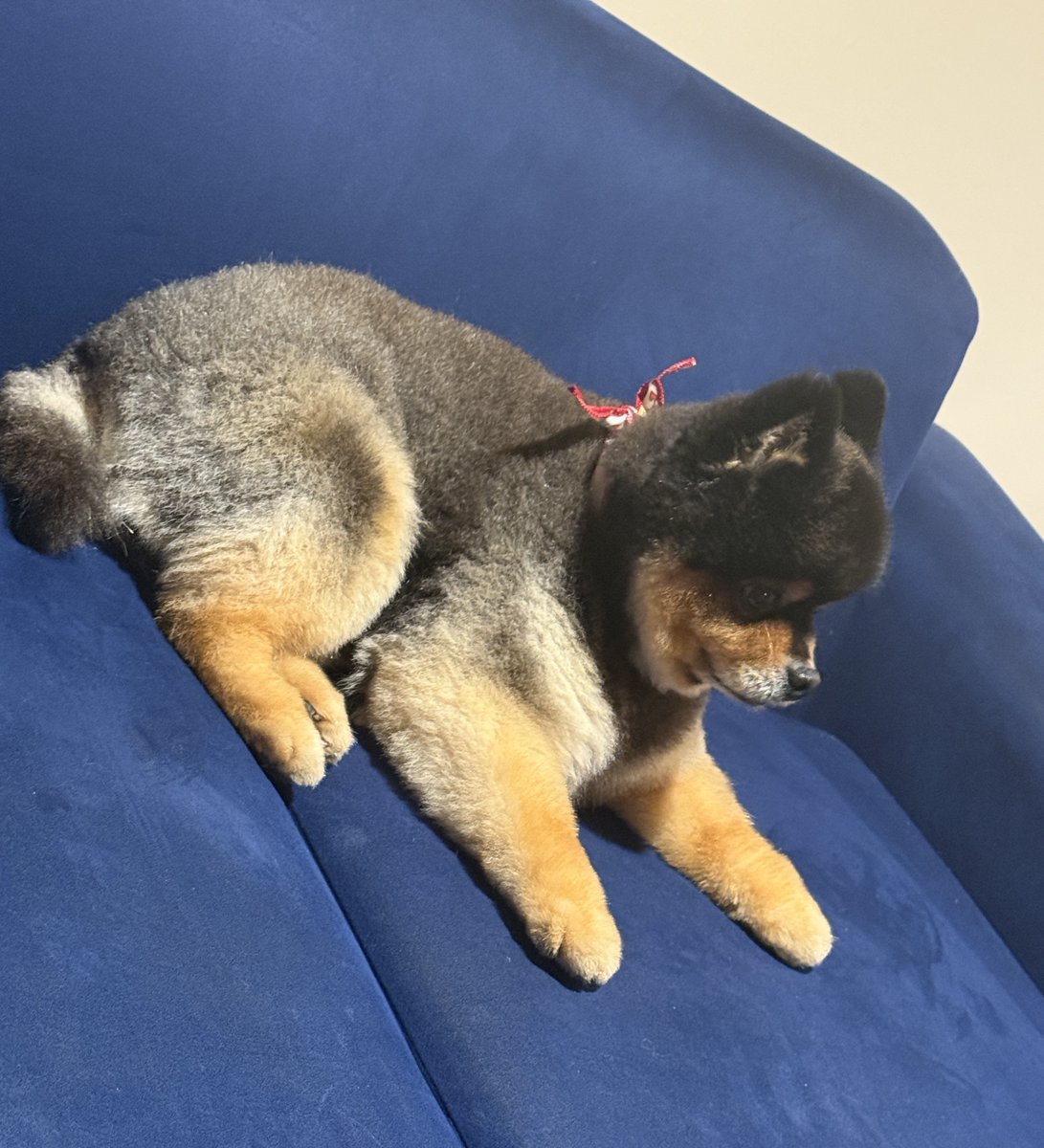 たろ吉(メスのポメ)の飼い主 (@kyabetubatake) / Posts / X