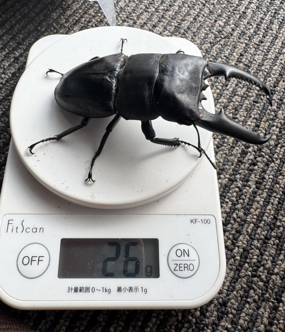 ダイジー (@daisykurume) / Posts / X