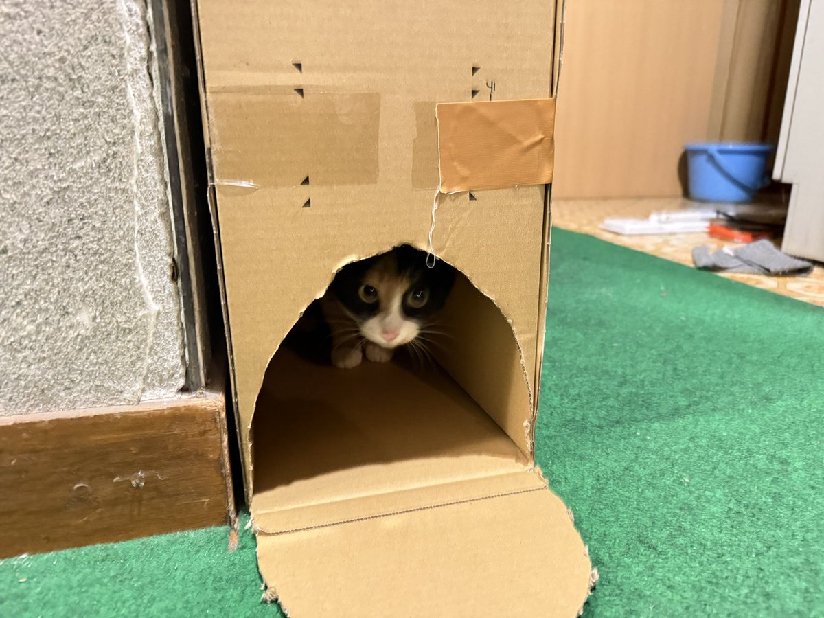 僕も猫壱に負けじと開発した タネノボックス試作機