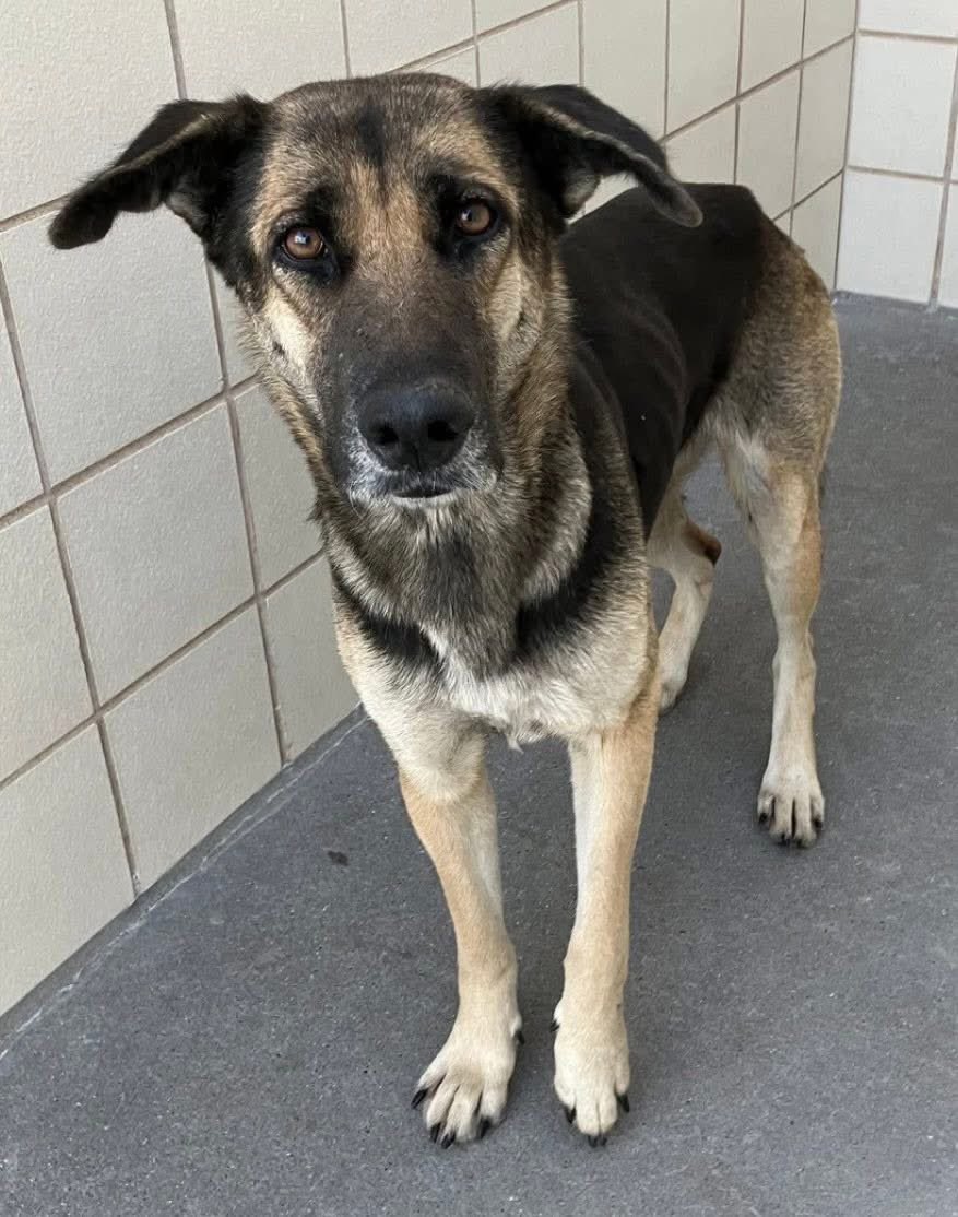 LisaBrabson's tweet image. SARDINA #A384938 2yo 
How can u look at this precious babies face &amp;amp; not help her?
She knows being hurt,she will b on KILL list😭 
Sweet  #GermanShepherd mix,so gentle &amp;amp; loving,even in PAIN!
Adorable girl 
PLZ #ADOPT #FOSTER OR #PLEDGE FOR MEDICAL ⛑️ RESCUE 
#CorpusChristi #Texas