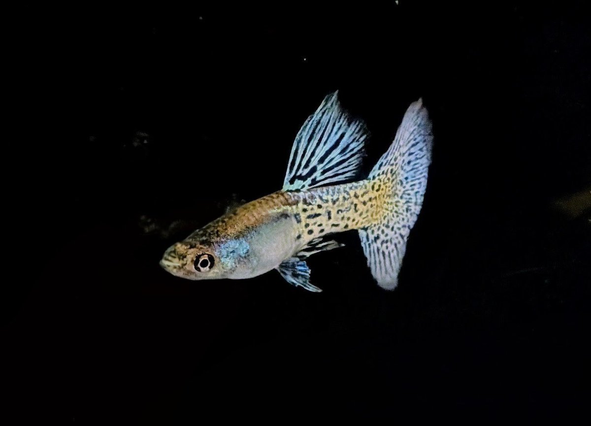 グッピーページです グッピー