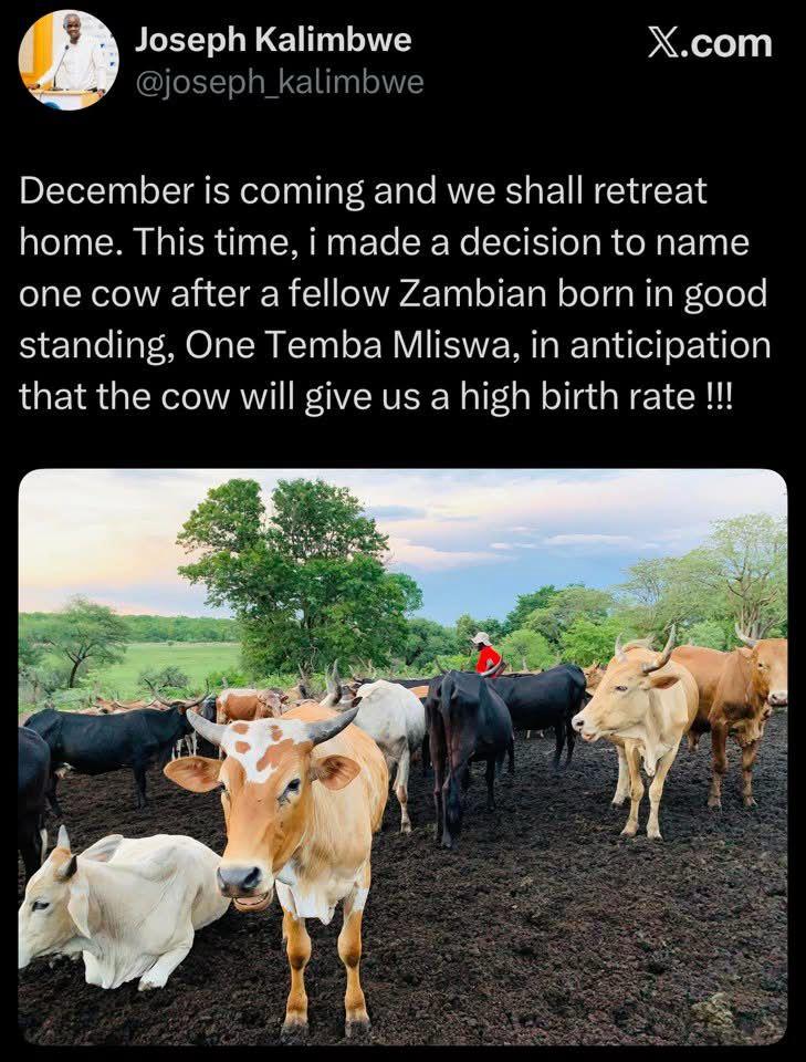 My brother you can never go wrong that way! You will be the first person to have a cow giving birth to three calves at once. Mine is a gift from God and if it doesn't work I will get you a better bull! <a href="/kalimbwe/">Peter Mushinge</a>