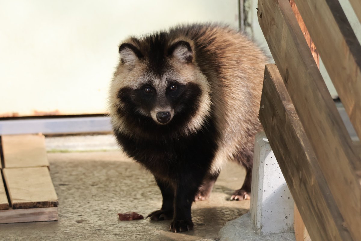 11月を写真4枚で振り返る 久々に四国の園館にいる全てのたぬきに会えた