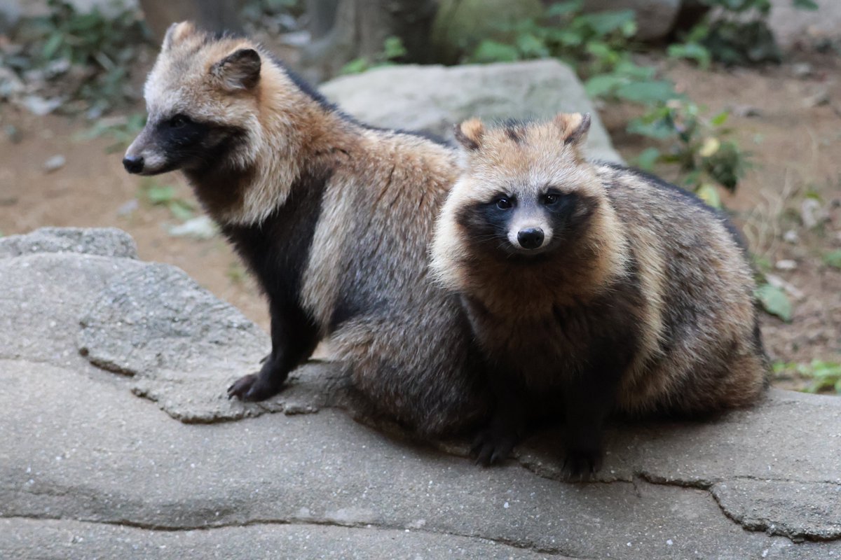 11月を写真4枚で振り返る 久々に四国の園館にいる全てのたぬきに会えた