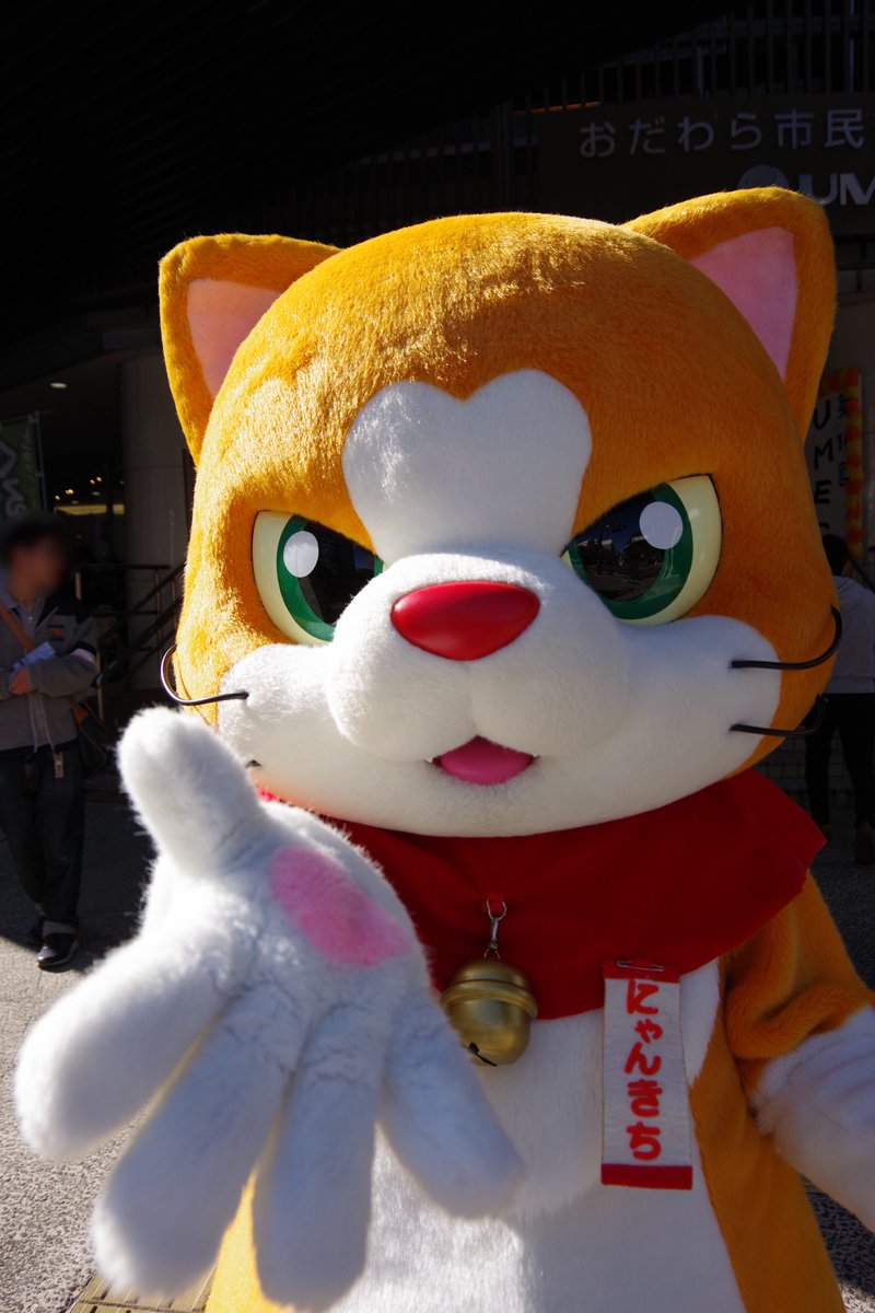 にゃん吉【公式】Nyankichi (@cat_nyankichi) / Posts / X