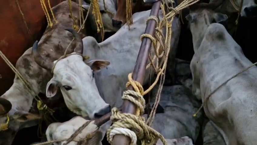 otvkhabar's tweet image. #ଗୋଚାଲାଣ_ବେଳେ_୬୦_ଗୋରୁ_ଉଦ୍ଧାର
-ଜଳେଶ୍ୱର: ଗୋରୁ ବୋଝେଇ କଣ୍ଟେନର ଜବତ, ୬୦ ଗୋରୁ ଉଦ୍ଧାର
-ଏନଏଚ-୧୬ ବସ୍ତା ଥାନା ତାରିଣୀ ଛକ ନିକଟରୁ ଉଦ୍ଧାର
-ପଶ୍ଚିମବଙ୍ଗକୁ ଗୋଚାଲାଣ ବେଳେ ଅଟକାଇଲେ ବଜରଙ୍ଗ କର୍ମୀ
#Cow #BajrangDal #Jaleswar #Odisha #OTV