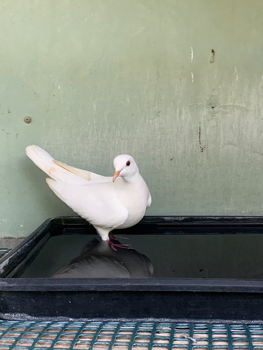 #ニュー古典　#イケメン心中
これ以上演出をつけるとカオスになる。
もっとやれるけどいい塩梅でやめる。その調整がいっちゃん難しいし、実際お客さんに観てもらわないとわからない。
そう、つまりもう観ていただく準備は整いました。ぜひ劇場まで観に来てください。

quartet-online.net/ticket/ikemens…