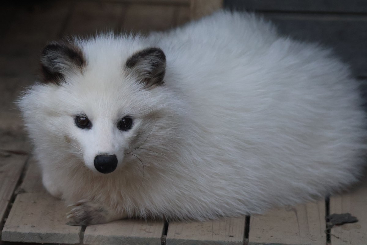 11月を写真4枚で振り返る 久々に四国の園館にいる全てのたぬきに会えた
