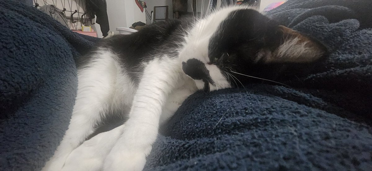 Gin_PR -Cat picture sender- tweet media