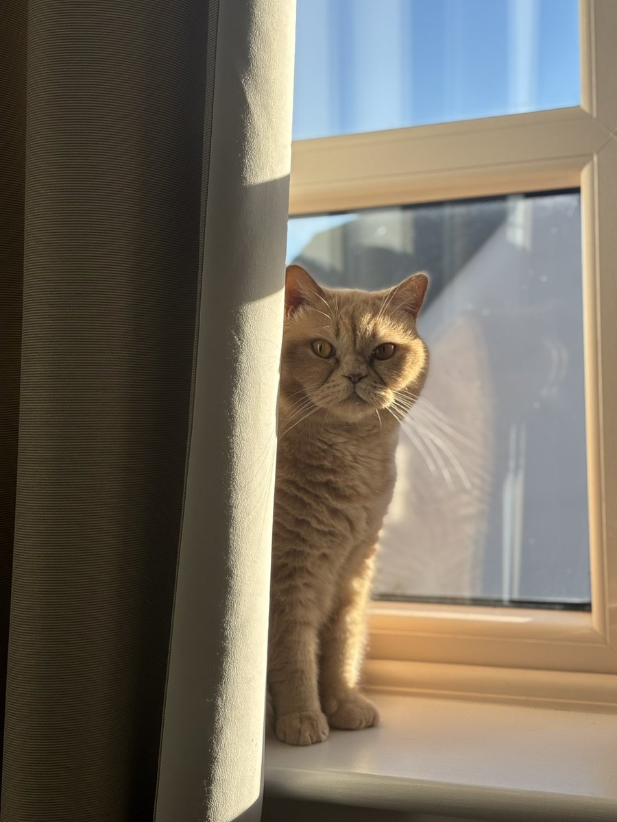 internalcabling's tweet image. Или вот например кот