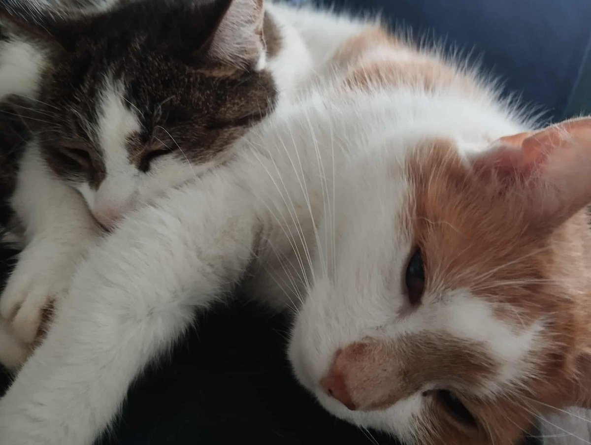 Goździk & Imbir (@gozdzikandimbir) on Twitter photo 