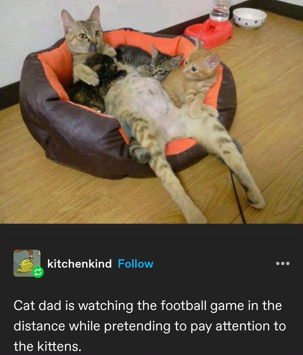 PunchingCat's tweet photo. https://t.co/VUlSVFDBIq