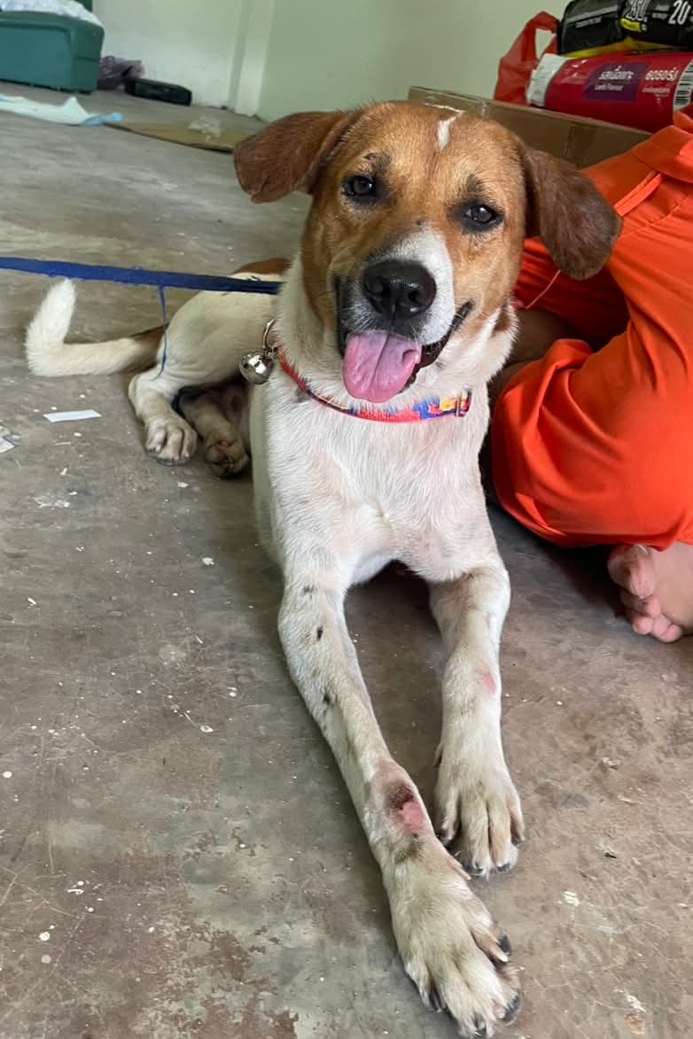 soidogthailand's tweet image. ขอพลังโซเชียลและคนรักสุนัข‼️ช่วยรีโพสต์ให้น้องหมาถูกน้ำพัดได้กลับบ้าน
น้องหมา เพศผู้ ลายสีขาว-น้ำตาล ถูกน้ำพัดลอยมากับกระแสน้ำหลายวันแล้ว มีคนเจอน้องที่ชุมชนมุสลิมแถวหาดใหญ่ใน น้องนิสัยน่ารัก ไม่ดุและใส่ปลอกคอกระดิ่ง จึงคาดว่ามีเจ้าของตอนนี้ซอยด๊อกนำตัวมาดูแลชั่วคราว