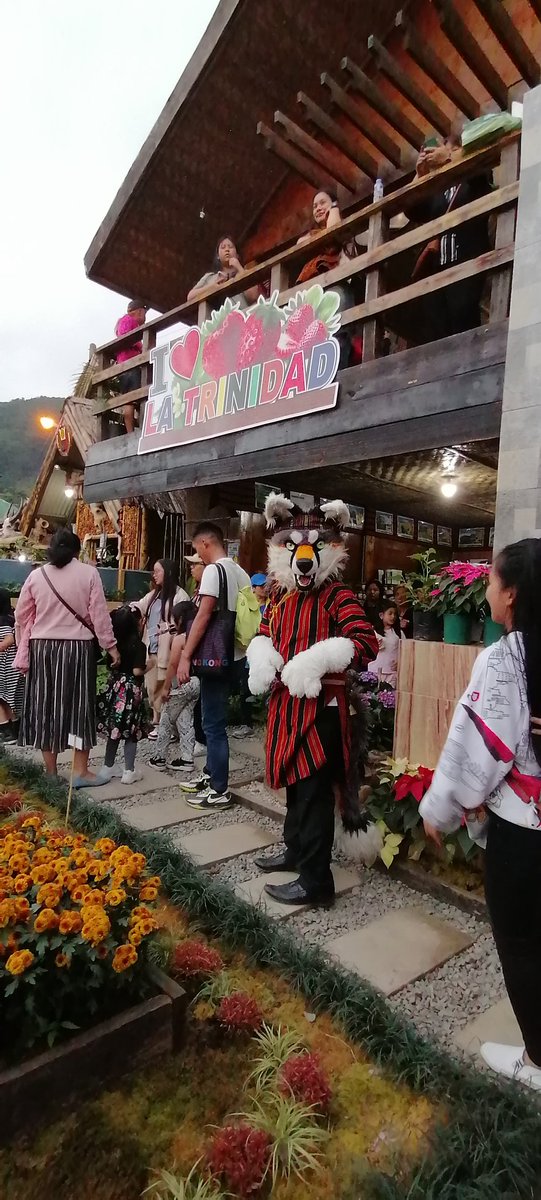 It's called the LA of Benguet, my home town La Trinidad, where everyone picks there own strawberries, where country music and parties are held, it's the capital of my home province of Benguet.

Adivay Festival grand Canyao pictures.