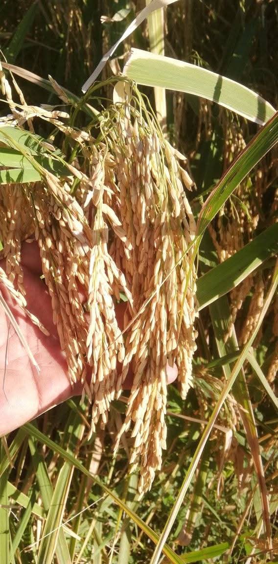 Seguir la preparación de tierra para la siembra de producciones de ciclos corto sigue siendo una prioridad en el #MunicipioPilón.
#ProvinciaGranma #Cuba