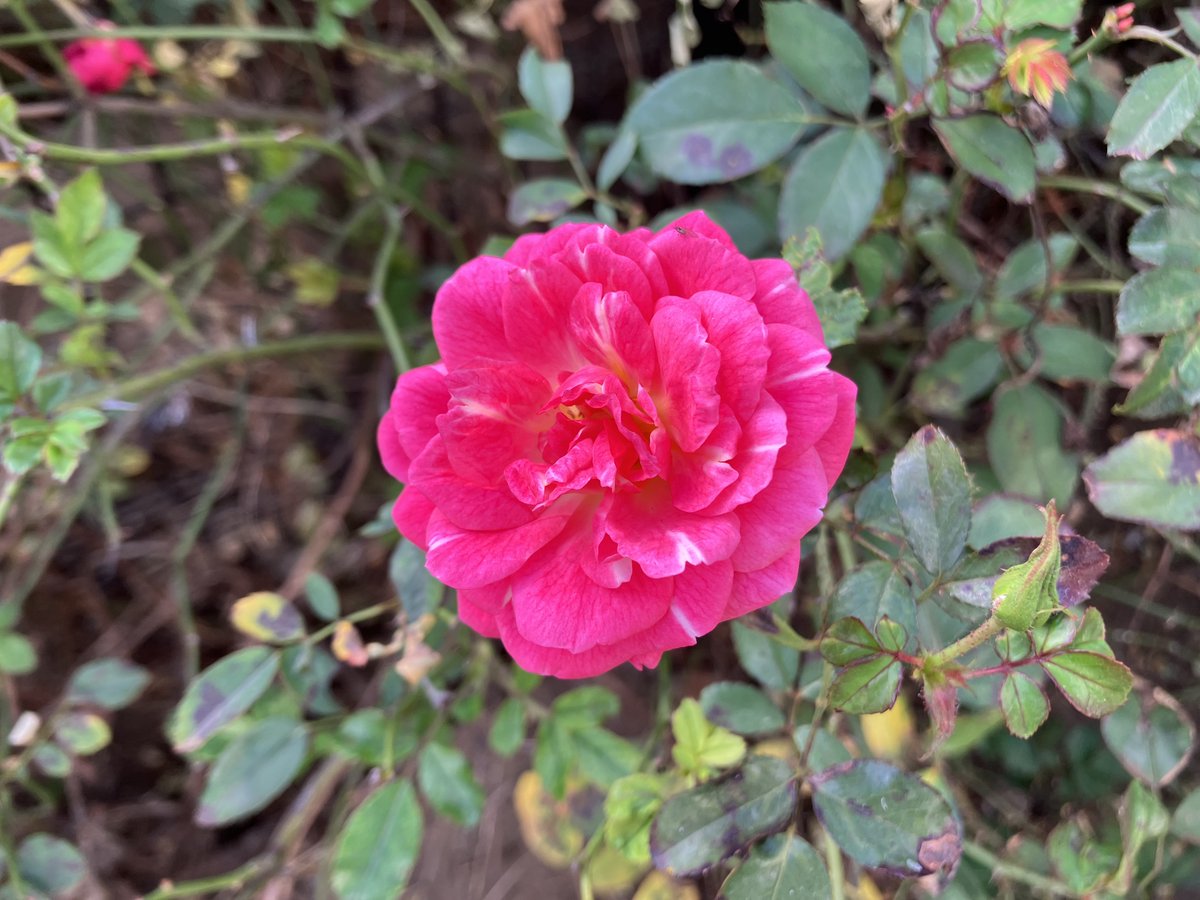 Bright Rose by the Wayside
#Rose