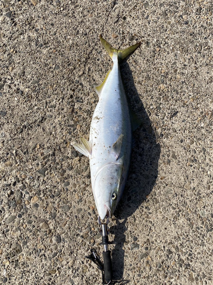 akisuteto's tweet photo. 仕事→寝る→釣り→仕事→寝る→釣り

ゲームは殆どしてない😵
明日はサワラ狙いじゃ🐟 https://t.co/6PSDKuhiEz