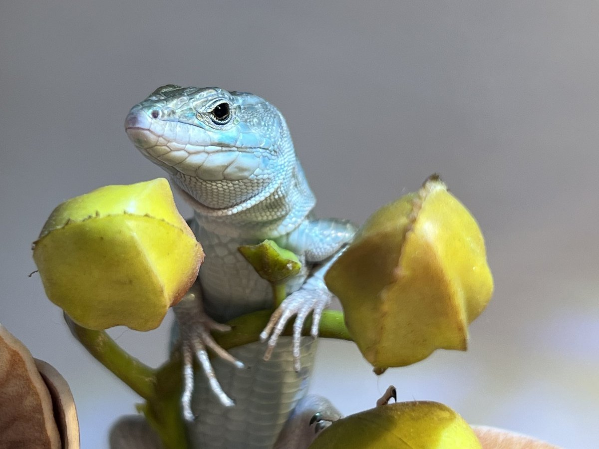 みみみりん (@mugi_cha03) / Posts / X