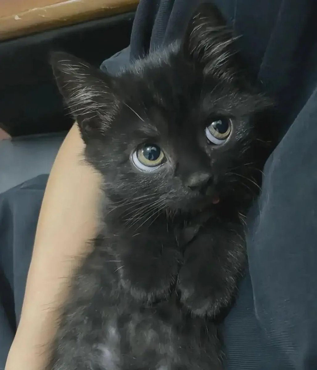 ShouldHaveCat's tweet image. 