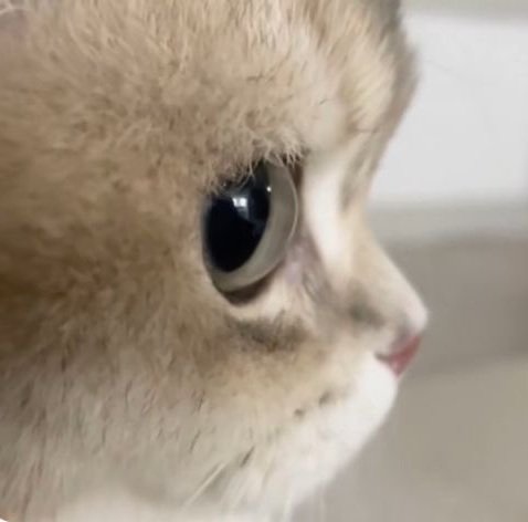 nyeongcells's tweet image. 녕냥