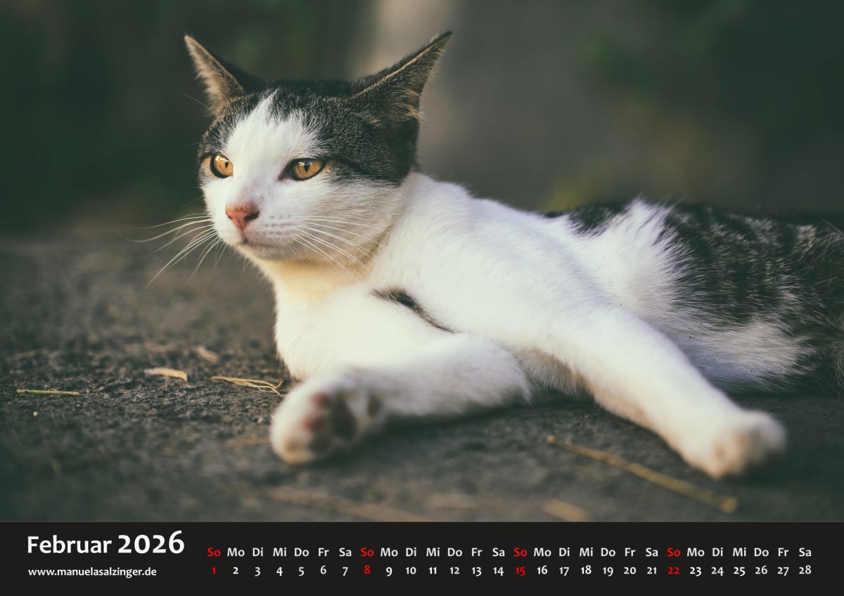 Im Februar könnt Ihr mit einer sehr lieben Bauernhofkatze aus Ulm rumliegen. Zu der Jahreszeit muss man sich das Warten auf den Frühling ja irgendwie verkürzen.

manuelasalzinger.de/shop