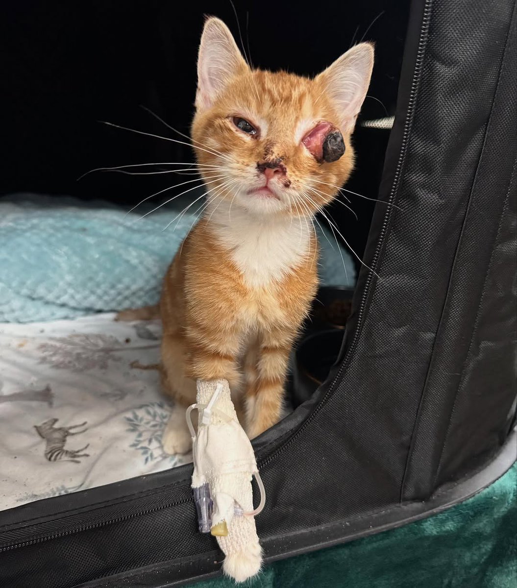 🚨🆘EMERGENCY🆘🚨

Meet Roscoe!!! Though I may be on “vacation” in Chicago it really feels like anything but lol. Delaney had an emergency surgery, had some issues with a pectus excavatum I have to update you on, and now…this.
Please consider making a small donation to Roscoe’s