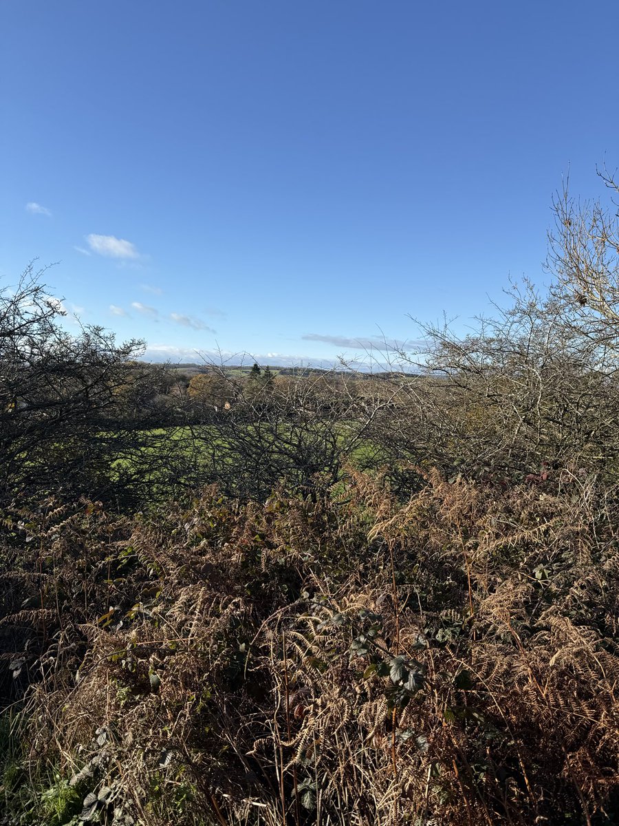 Nice walk today apart from the ginger ninja being an arsehole off the lead full hunt mode bollocks to the recall whistle not interested had other ideas 🐿️🐿️🦆🤦‍♂️