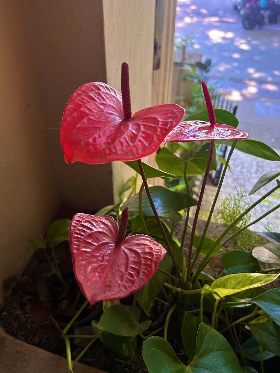 An ode to a rare constellation of kindness and brilliance which is <a href="/scobserver/">Supreme Court Observer</a> : Vikram, Spandana, Advay,  Gauri, VV, Namrata, Shalom and of-course Sudhir. 

Love and gratitude.