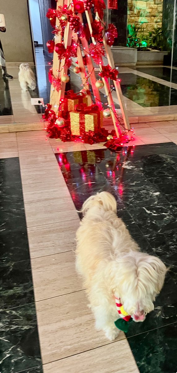 ivelen's tweet photo. Ok, hazme la foto, ¿listo?…me voy #Olivia 🐶 #maltesehavanese #domingodeparque https://t.co/LQbgnAebws