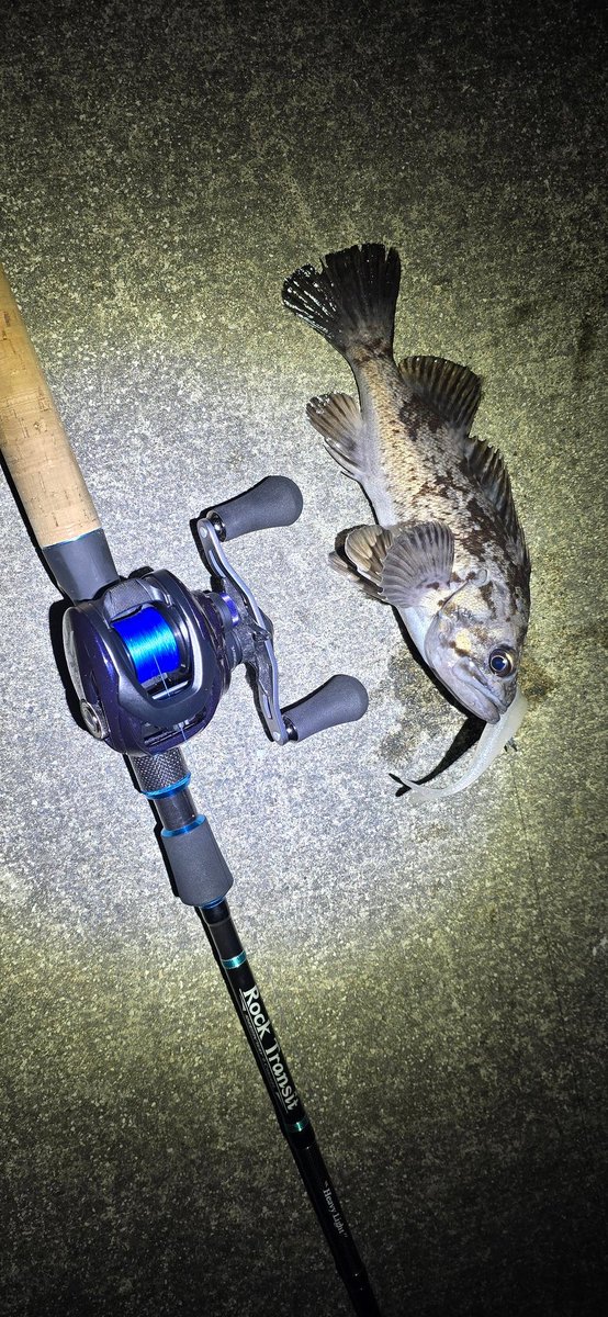 POGI2394's tweet photo. 数日続いた爆風も収まり久しぶりのナイトロック🎣

ISANAの4.8inchにリューギのWEIGHTED PIERCEでノーシンカー

アタリはあるけどガッポシ食ってくるのが少なく、最終６ヒット３キャッチで試合終了🐟
#KAESU
#ISANA
#RockTransit https://t.co/OkYHmK9cgR
