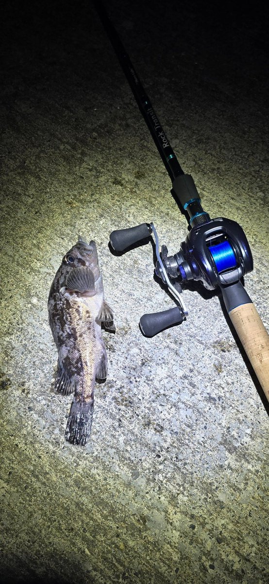 POGI2394's tweet photo. 数日続いた爆風も収まり久しぶりのナイトロック🎣

ISANAの4.8inchにリューギのWEIGHTED PIERCEでノーシンカー

アタリはあるけどガッポシ食ってくるのが少なく、最終６ヒット３キャッチで試合終了🐟
#KAESU
#ISANA
#RockTransit https://t.co/OkYHmK9cgR