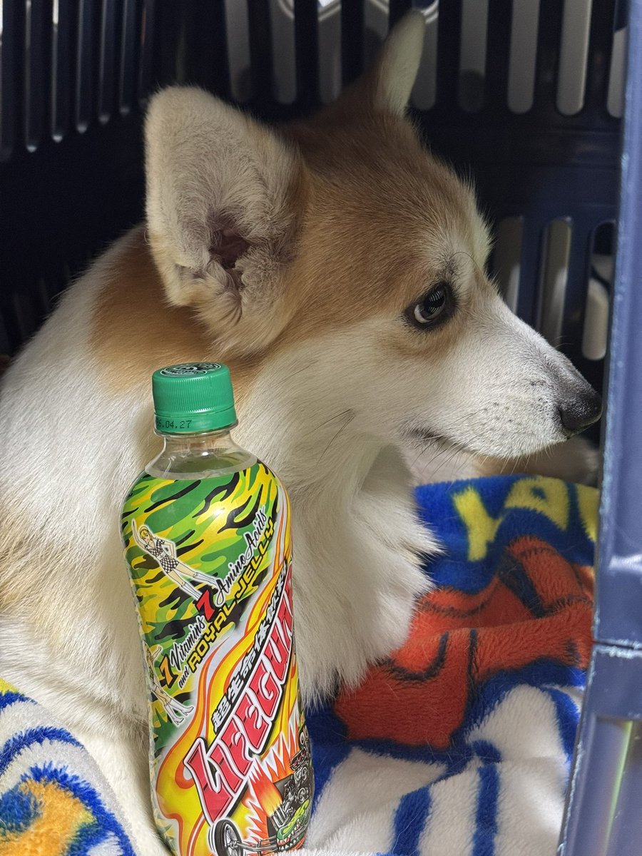 ライフガードとやるきなしコーギー
#ライフガード
 <a href="/lifeguardusadar/">超生命体飲料ライフガード【チェリオ公式】</a> 
<a href="/cheeriojp/">チェリオ 【公式】</a>