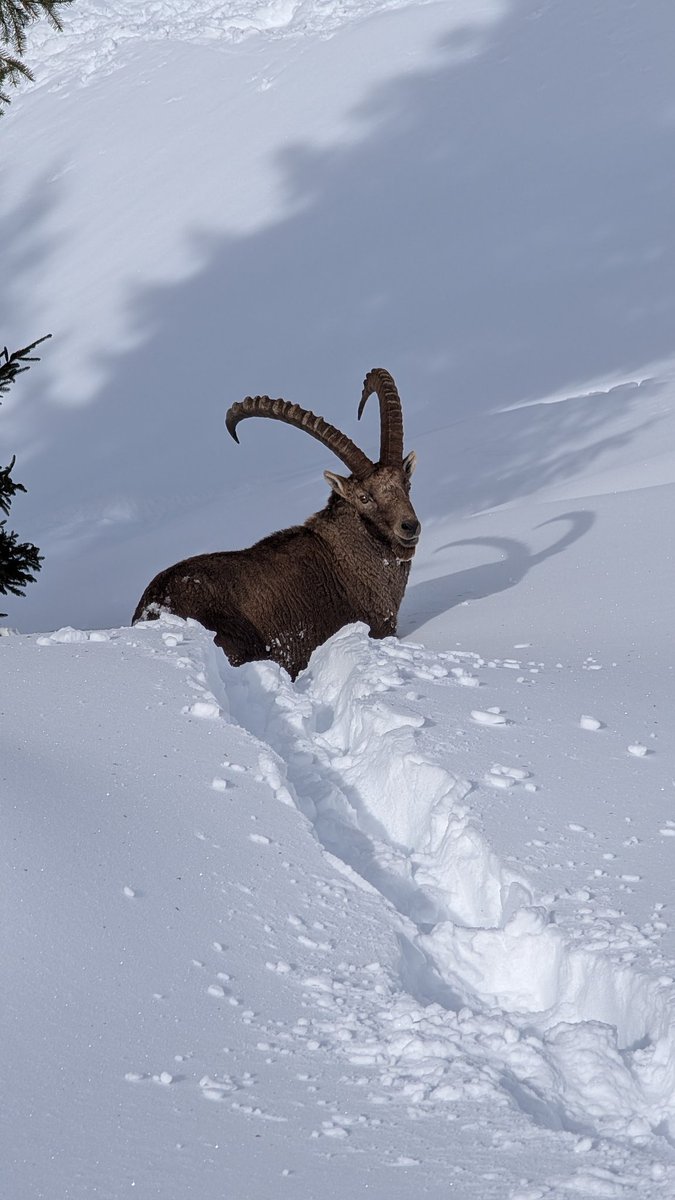 GM! Saw and ibex while out ski touring today 😍