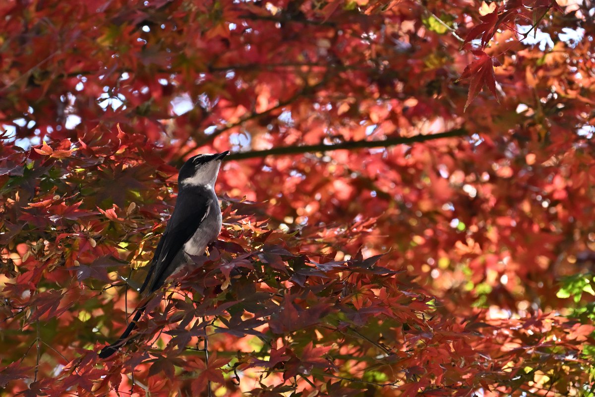 Locomotive38 (@locomotive38) / Posts / X