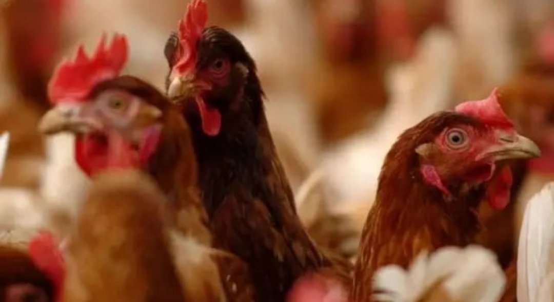 دجاج "موناغان" ممنوع.. مواطنون يستعيدون ذكريات مؤلمة عمرها 3 عقود لـ"إنفلونزا الطيور"

خليـج الديرة
khlijm.com/18205718391358