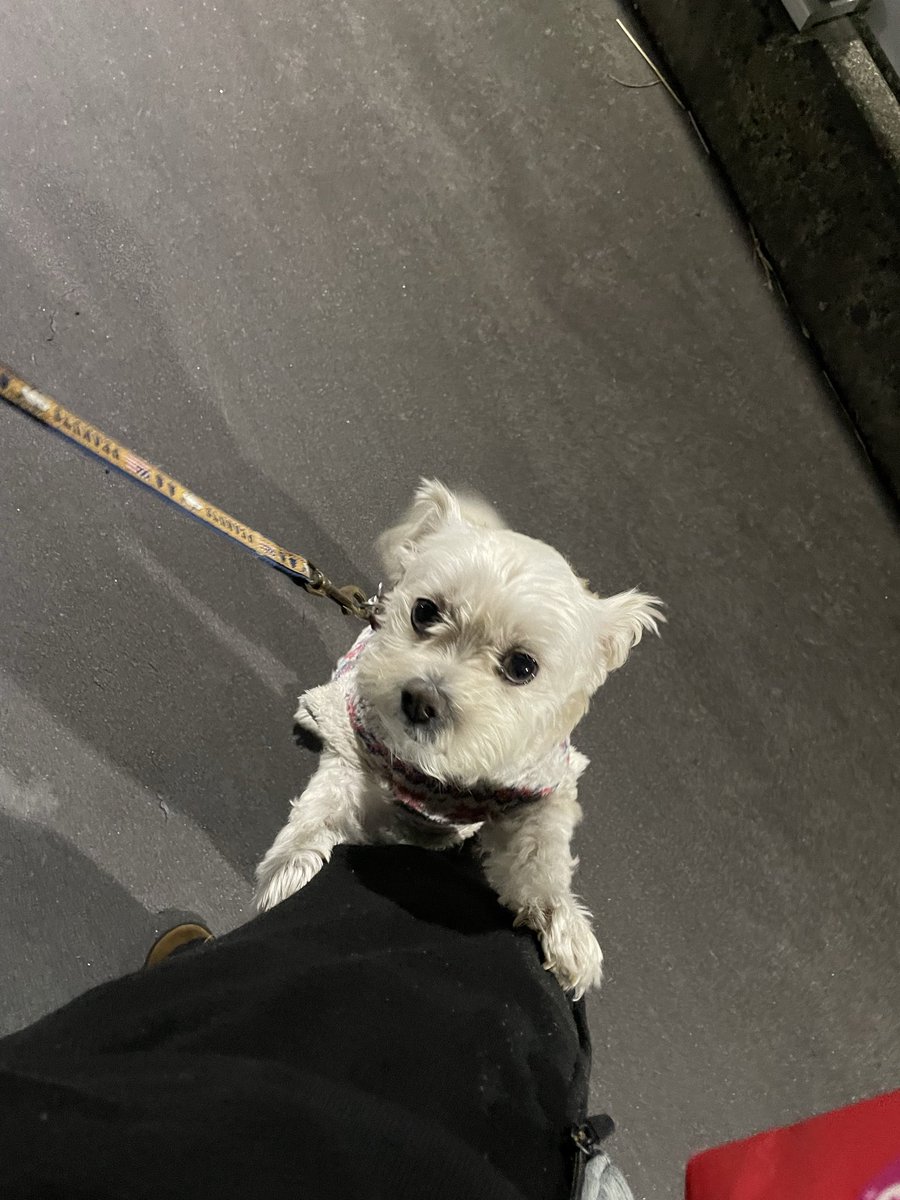 へばりついて来てなかなか歩いてくれない