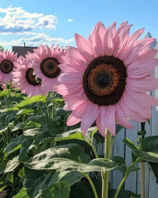 Rainmaker1973's tweet image. Did you know?

Pink sunflowers are a real and natural thing.

Varieties like the Midnight Oil and Strawberry Blonde have petals with pinkish or reddish hues, which occur naturally through breeding and cross-pollination.