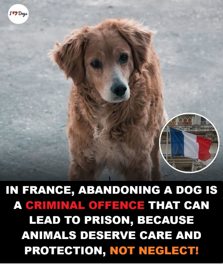 AS IT SHOULD BE!

This is the kind of law EVERY country should have. France now considers Dog abandonment a criminal act that can lead to prison time.

The nation has taken a firm and meaningful step by calling abandonment what it truly is: cruelty. New regulations include