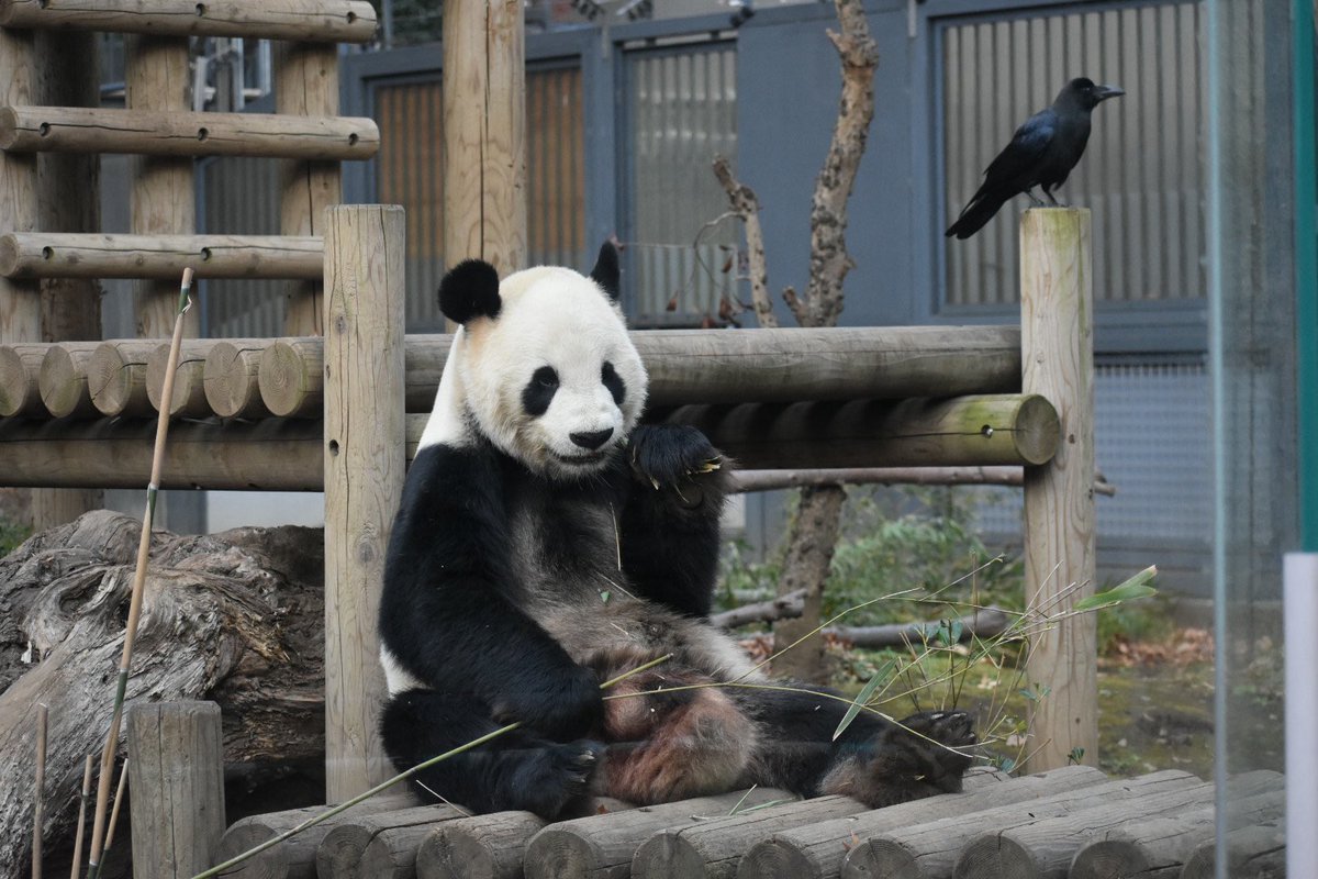 ①リーリー
②上野動物園
③2018.12.16
カ太郎がリーリーの護衛をしていたよ。
 #パンダイ私の秘蔵写真