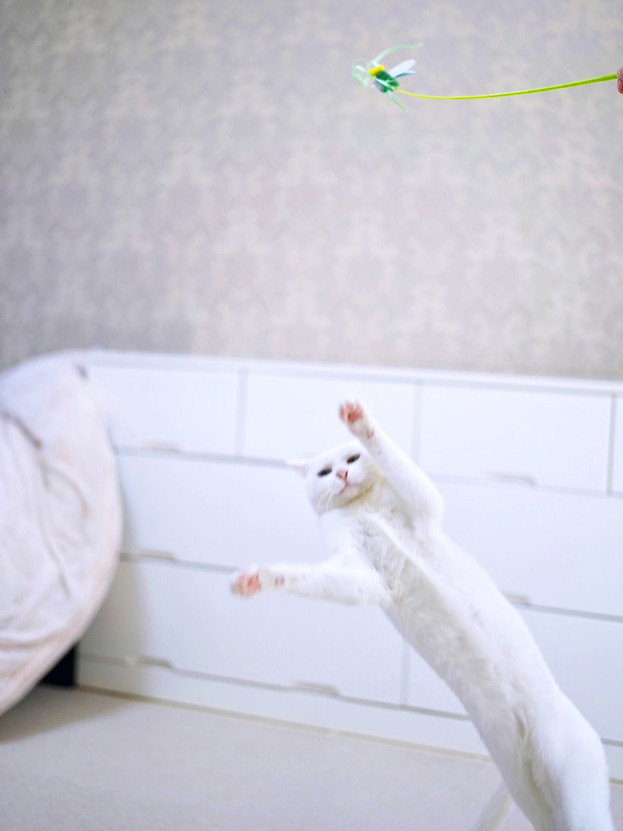 かにこ (@kaniko251) / Posts / X