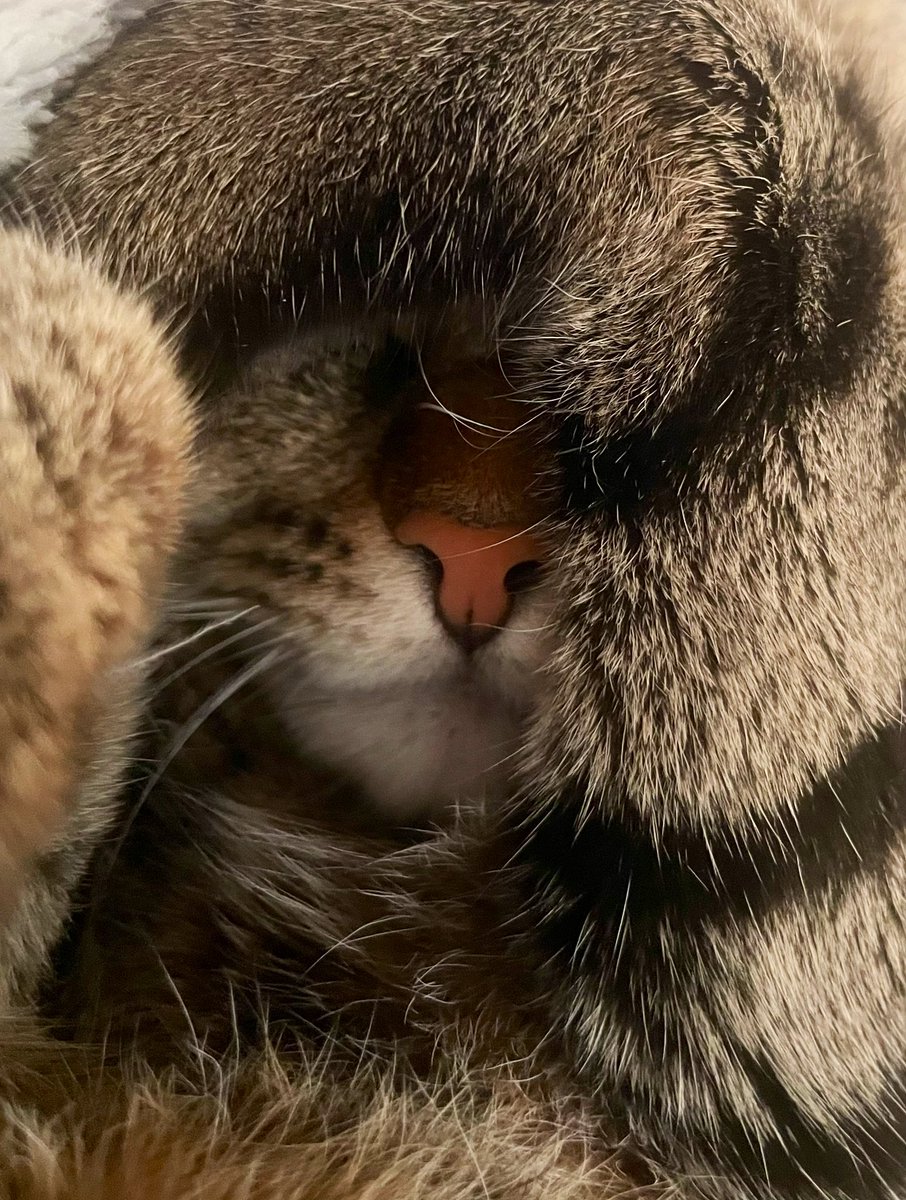 おやすみねこ！