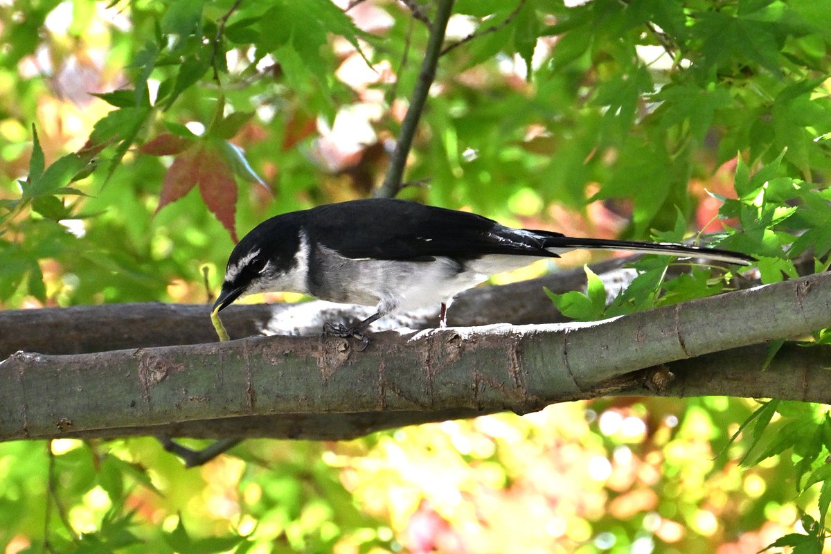 Locomotive38 (@locomotive38) / Posts / X