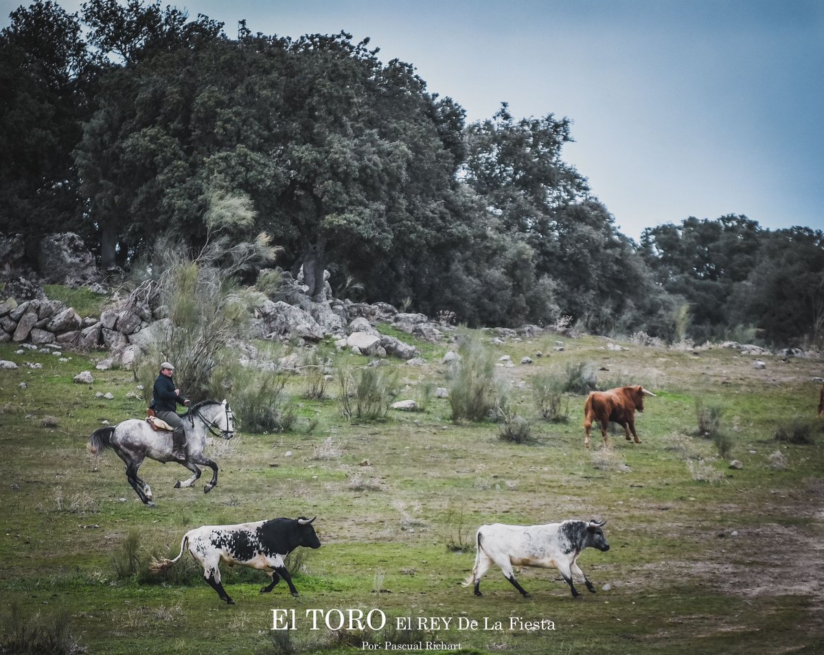 Media Verónica tweet media